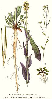 194_Arabidopsis_thaliana,_Turritis_glabra